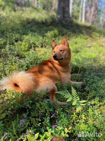 Вязка Карело-финская лайка 2 года, кобель