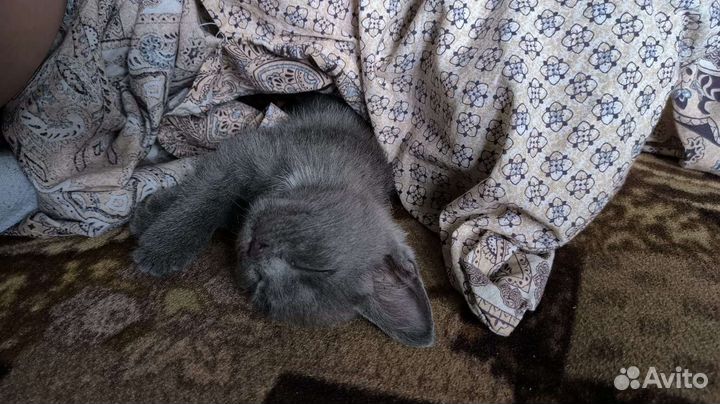 Котенок