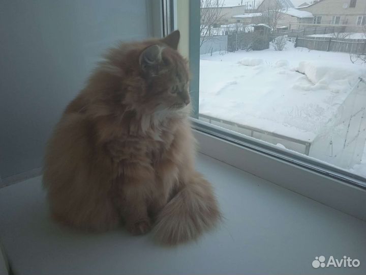 Кошка в дар бесплатно