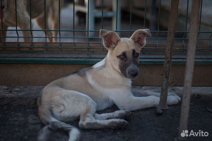 Щенок на охрану