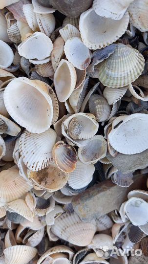 Морские ракушки