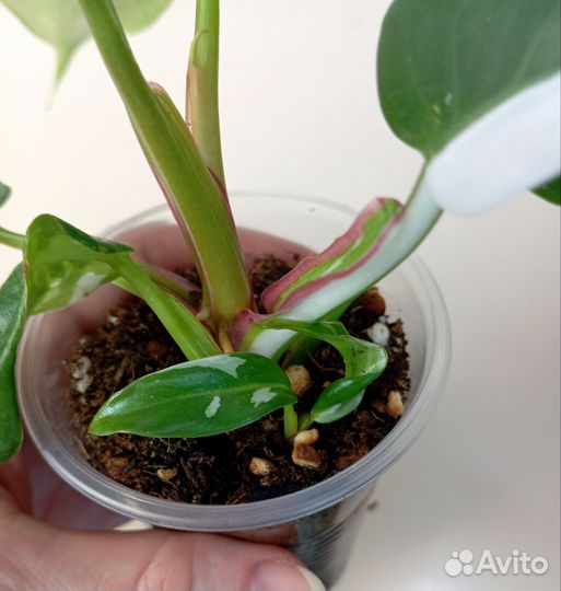 Филодендрон белая принцесса