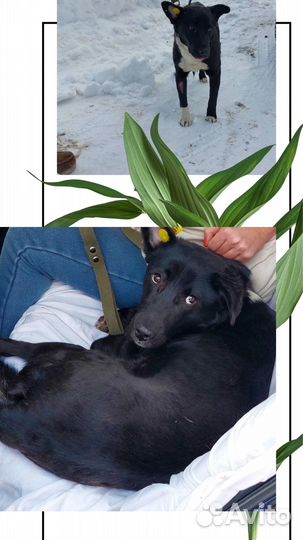 Собачка в поисках дома