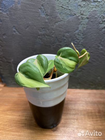 Монстера марбл планет, филодендрон бразил, пиктус