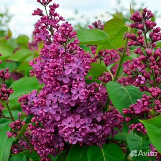 Сирень Людвиг Шпет