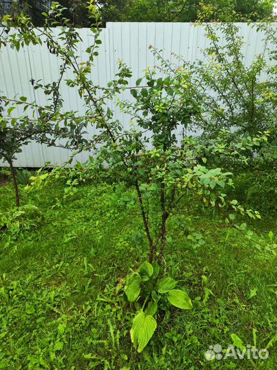 Плодовые деревья