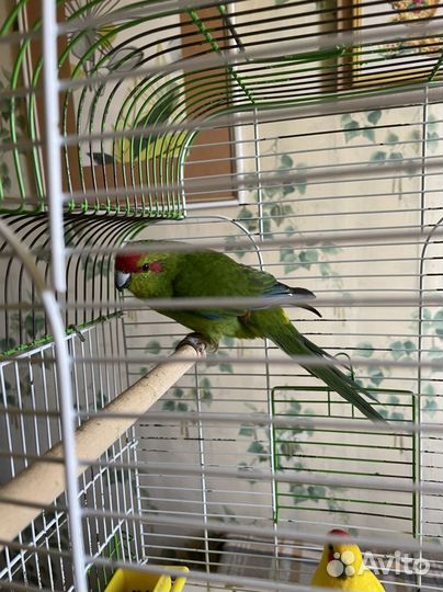 Попугай какарик