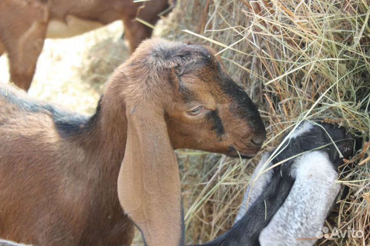 Нубийские козочки чп