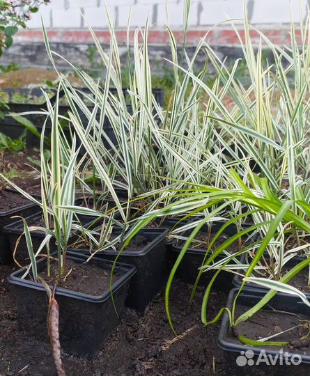 Райграс бульбоносный Variegatum