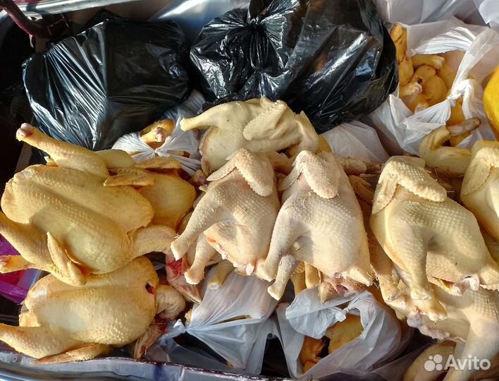 Куры Домашние