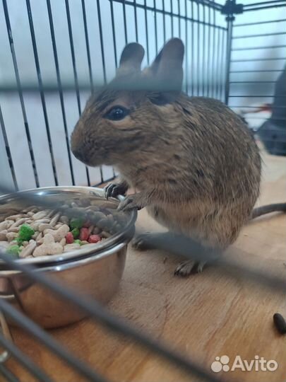 Белки дегу с клеткой