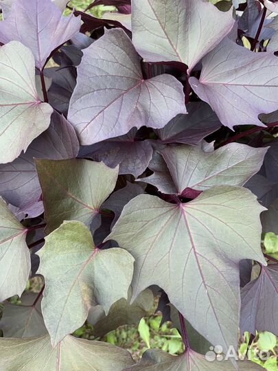 Ипомея батат