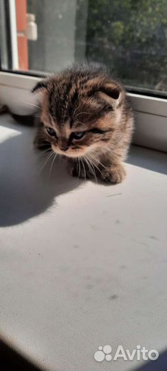 Шотландские котята