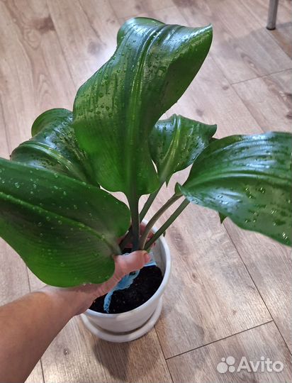 Цветы комнатные