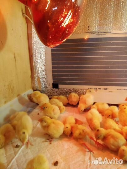 Цыплята перепела