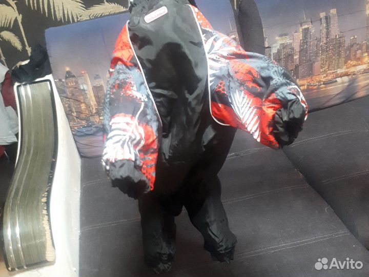 Комбинезон для маленькой собаки