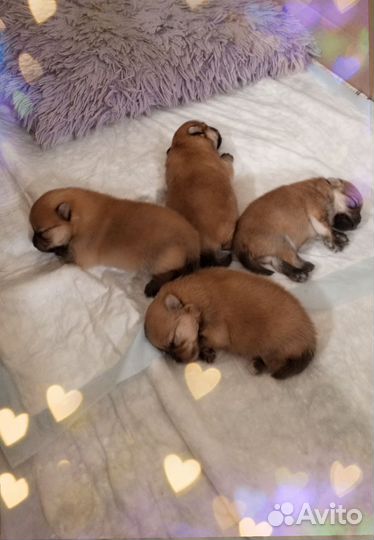 Щенки шпица мини