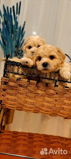 Мальтипу ф1