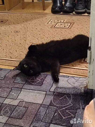 Кот Британец