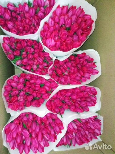 Тюльпаны к 8 марта оптом