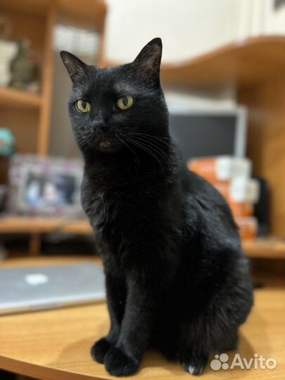 Кошка-компаньон