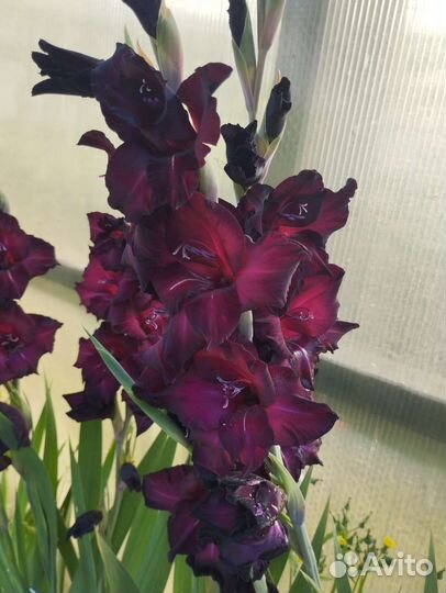 Гладиолусы срезка