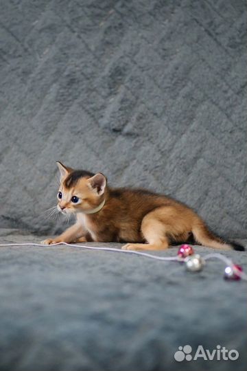 Абессиницы