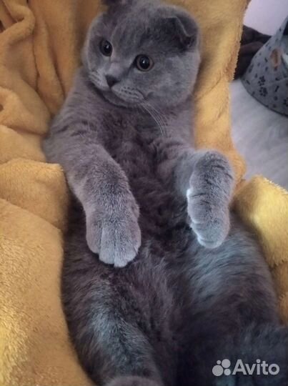 Шотландский кот вязка