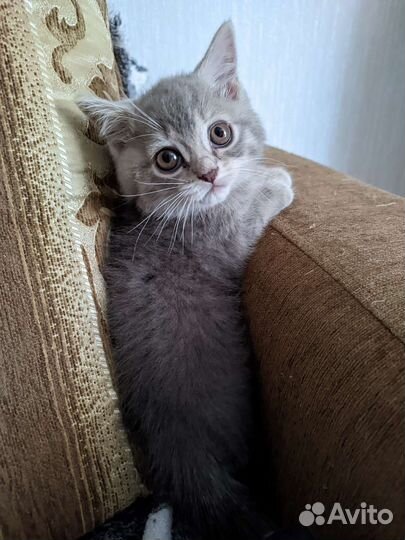 Кошечки Лапочка, Пушинка и Милашка