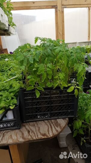 Рассада помидор и перцев