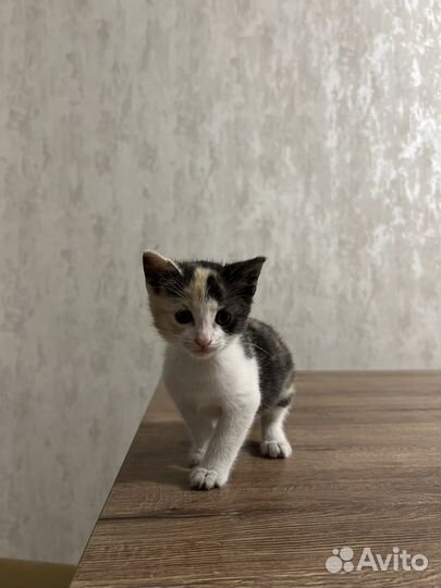 Кошка с котенком