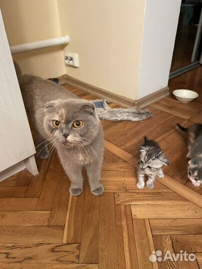 Отдам даром котят смесь шотландки с негодяем