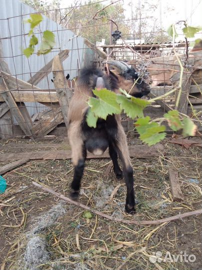 Чешский козлик