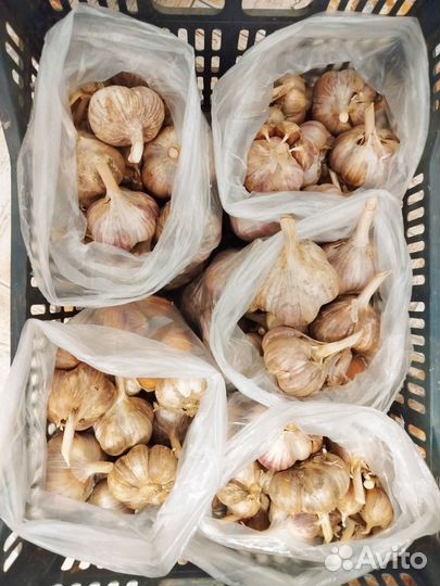 Чеснок озимый