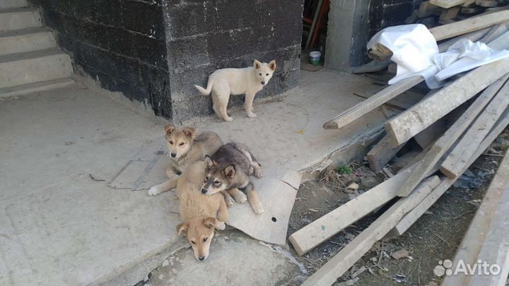 Домашние животные собаки бесплатно