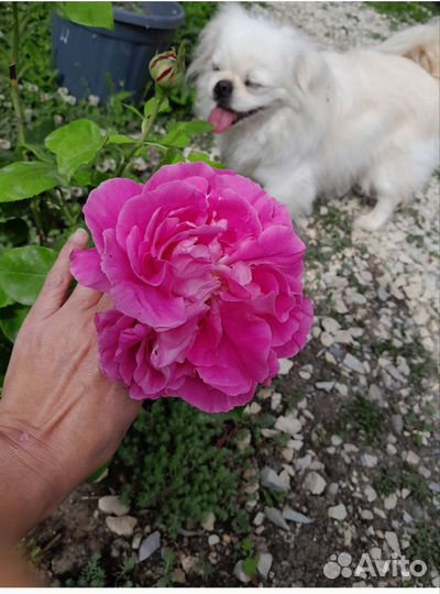 Пионовидная роза поль нейрон