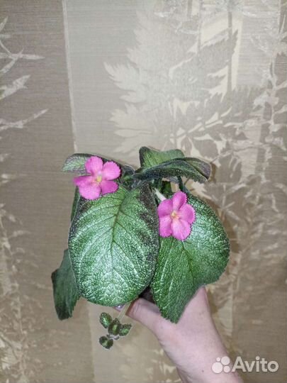 Эписции часть 1