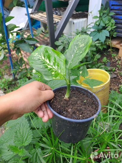 Диффенбахия