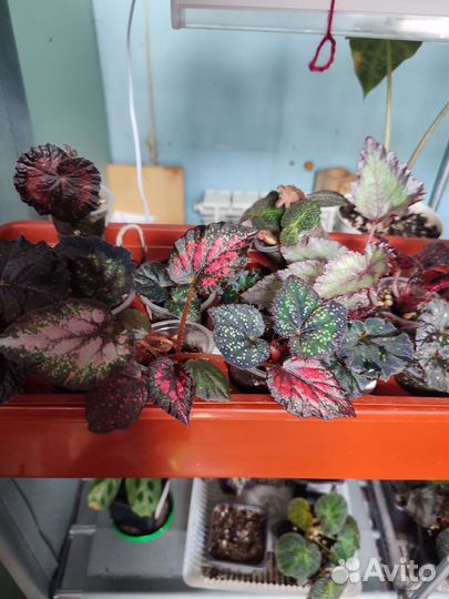 Бегонии сортовые