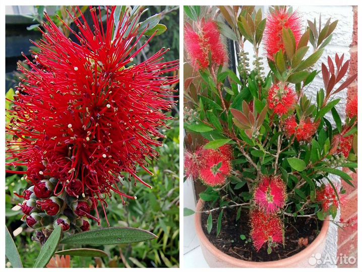 Каллистемон