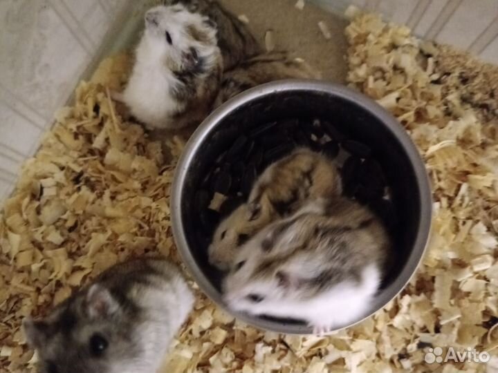 Джунгарские хомяки
