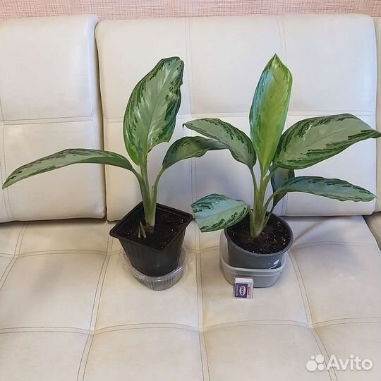 Аглаонема сильвер бей и Крит