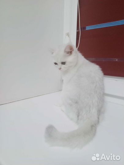 Британские котята