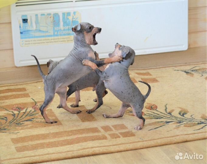 Девочки и мальчики агт