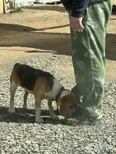 Собака в добрые руки