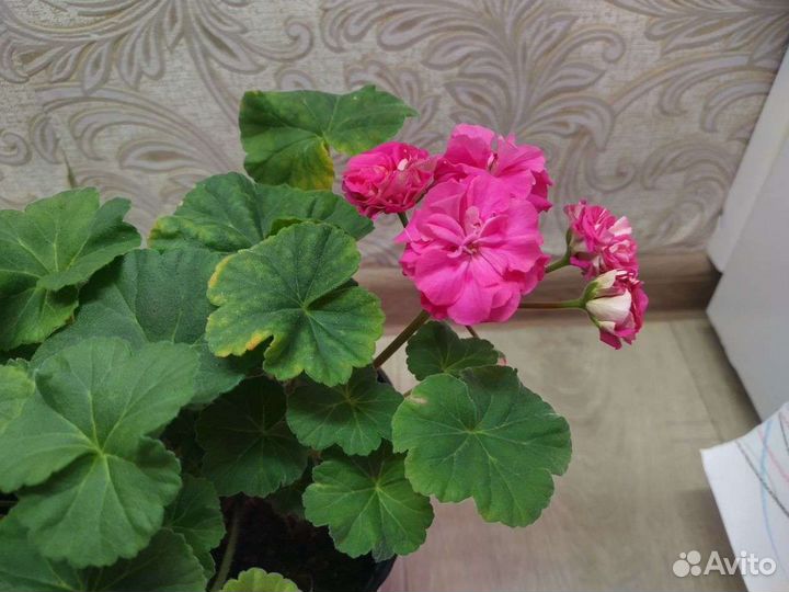 Пеларгония герань
