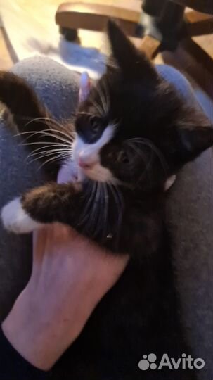 Котята в добрые руки бесплатно