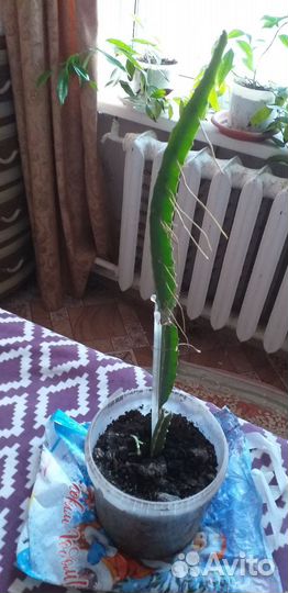 Питахайя(драконий зуб)пложоносящий кактус