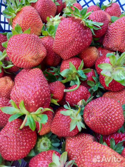 Рассада клубники