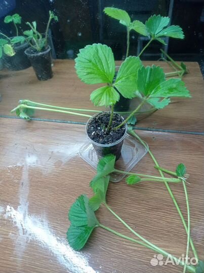 Клубника рассада